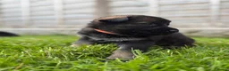 German Shepherd dogs for sale: 🐾 Working line German Shepherd puppies 🐾  - Advert 16