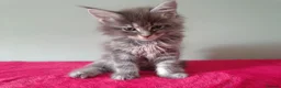 Maine Coon cats for sale: Tica registered Maine coon kittens - Advert 19