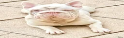 French Bulldog dogs for sale: French bulldog boy. - Advert 2