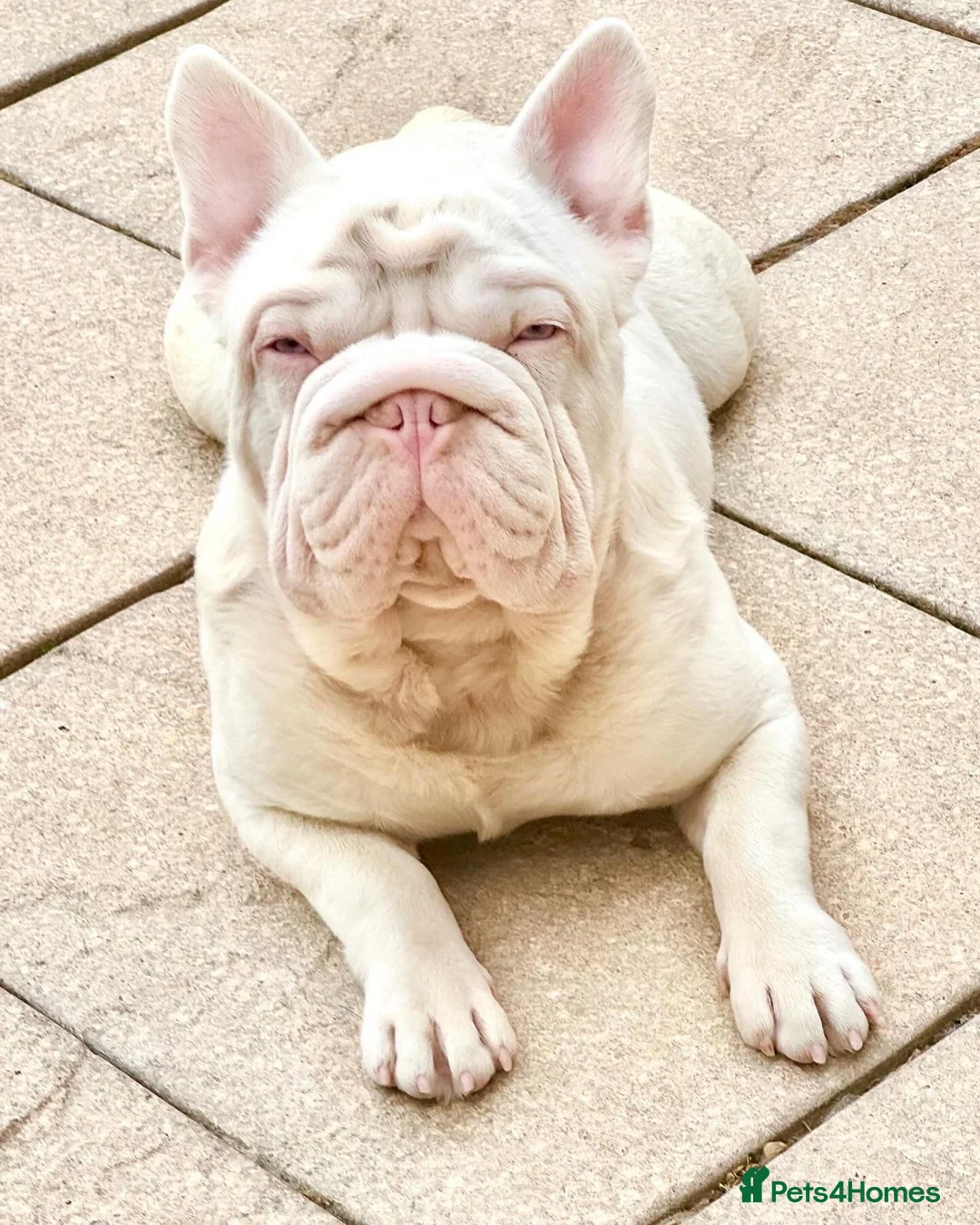 French Bulldog dogs for sale: French bulldog boy. - Advert 2