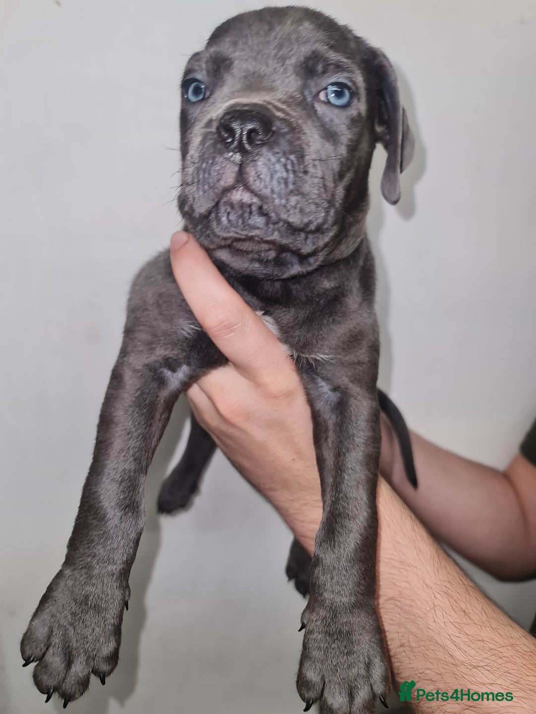 Cane Corso dogs for sale: Cane corso puppies ready to leave now - Image 26