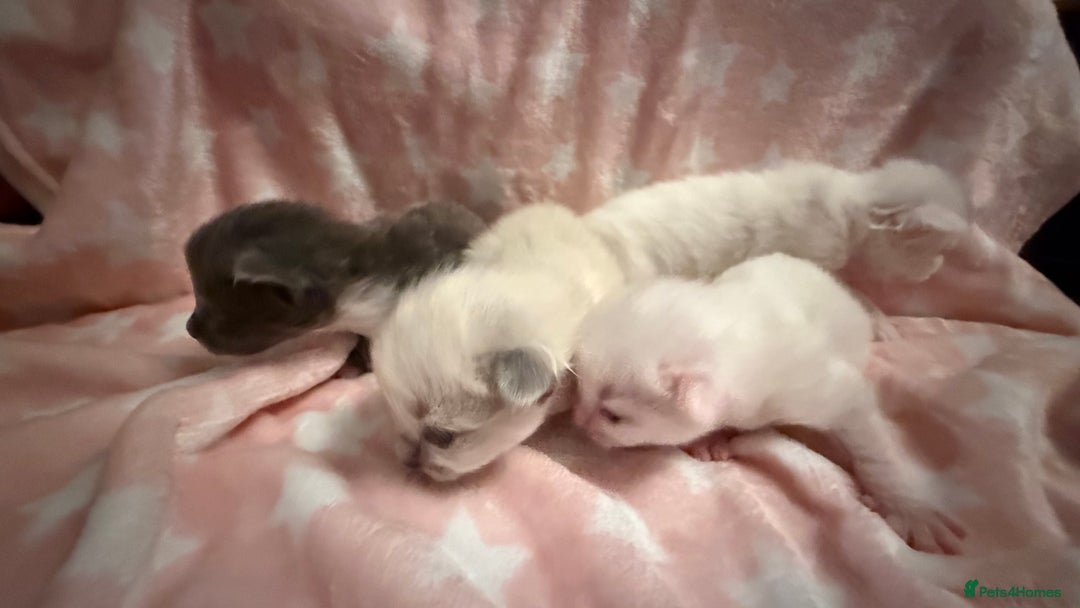 Ragdoll cats for sale: Stunning Ragdoll Kittens girl and boys  - Advert 5