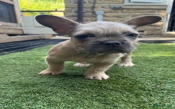 French Bulldog dogs for sale: 9 week old male Furnishing French bulldog (Bear) - Image 3