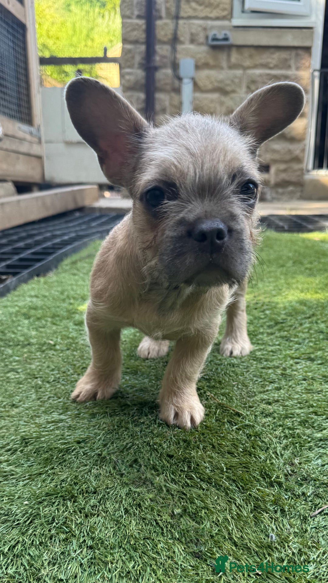 French Bulldog dogs for sale: 9 week old male Furnishing French bulldog (Bear) - Image 3