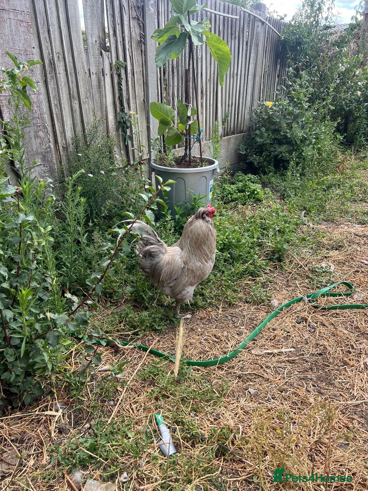 Mixed Breed livestock Chickens for sale  - Advert 4