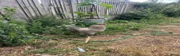 Mixed Breed livestock for sale: Chickens for sale  - Advert 1