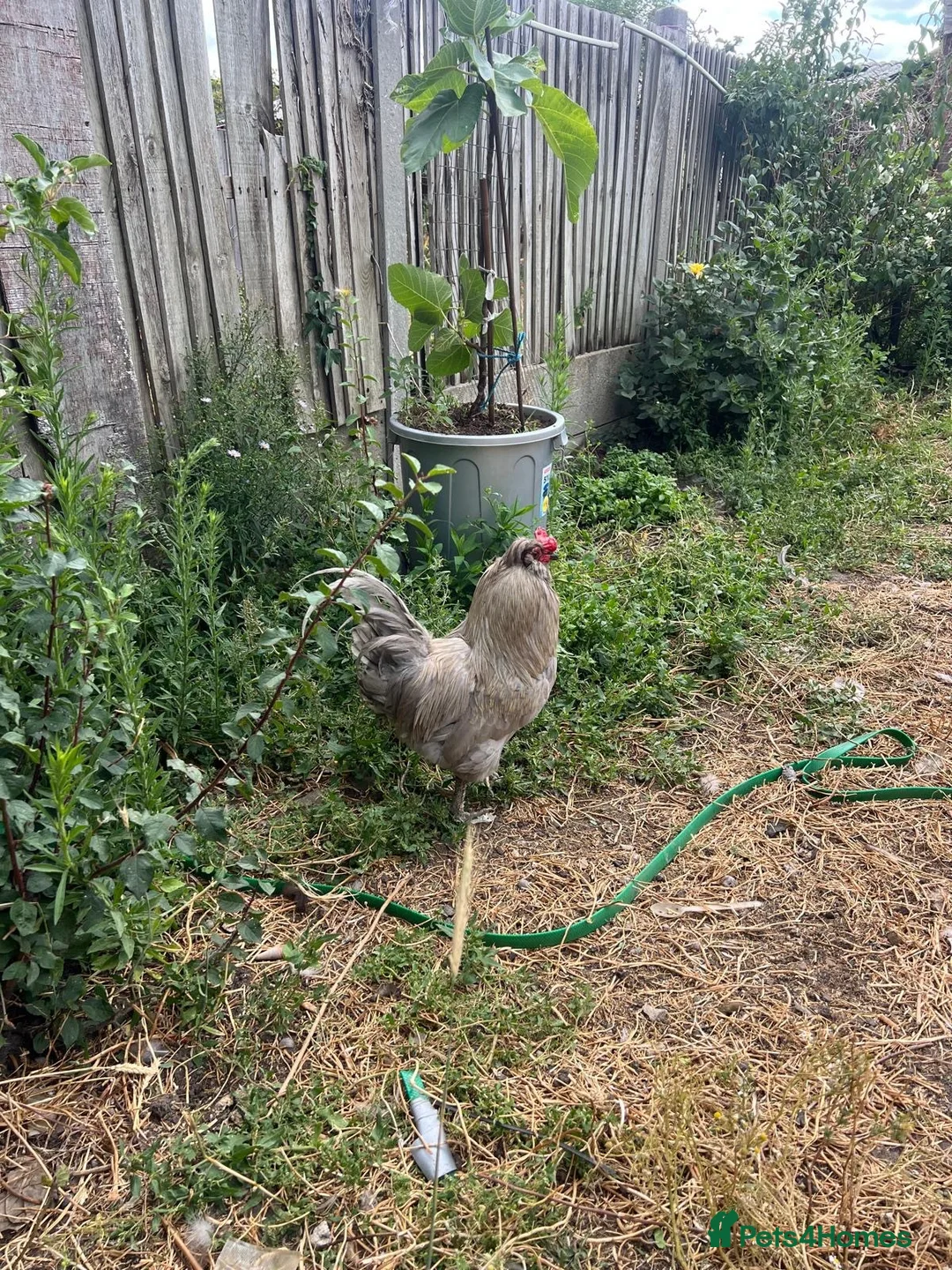 Mixed Breed livestock for sale: Chickens for sale  - Advert 1