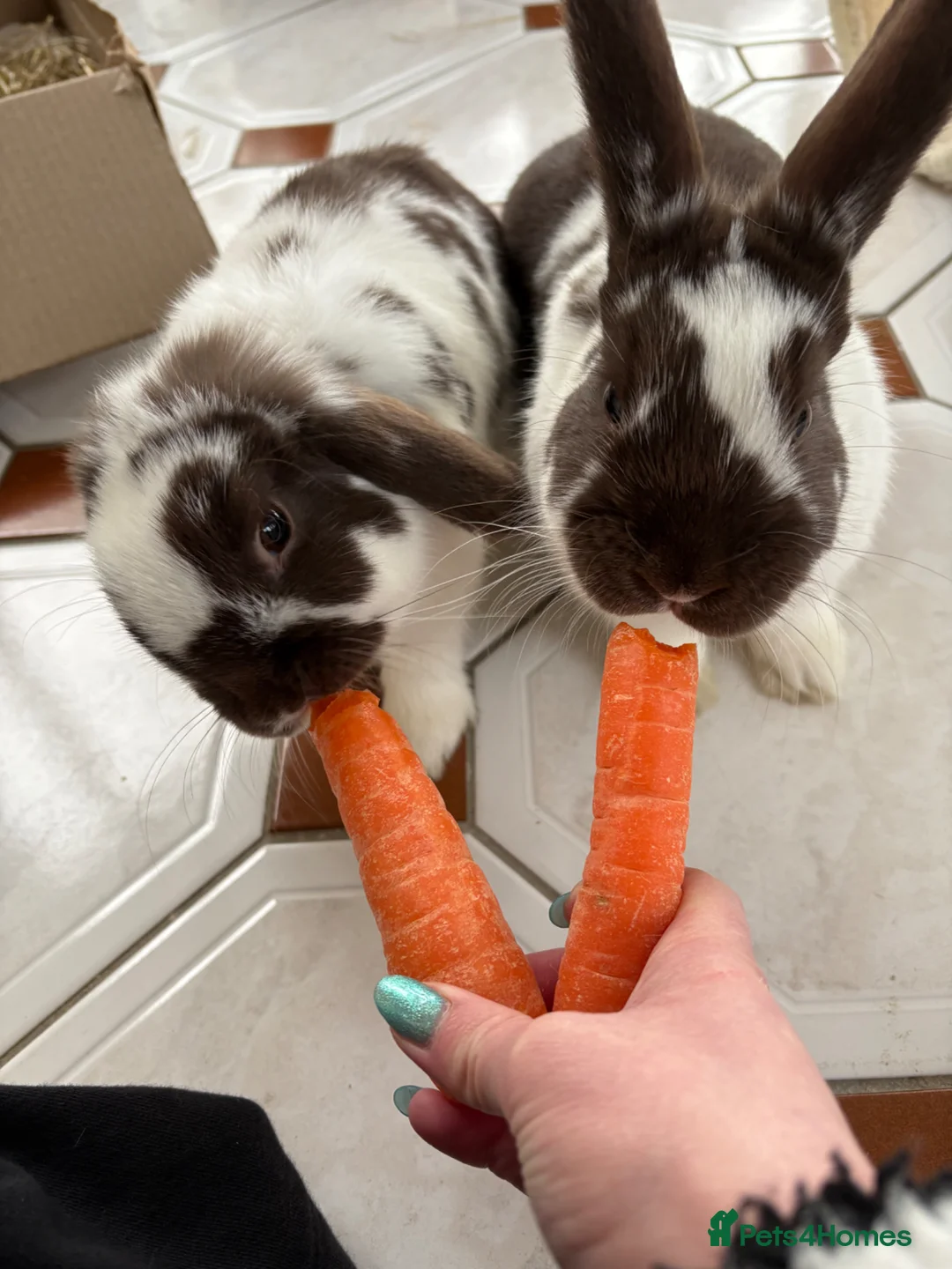 Mixed Breed rabbits for sale: 2 Female Rabbits - Advert 2