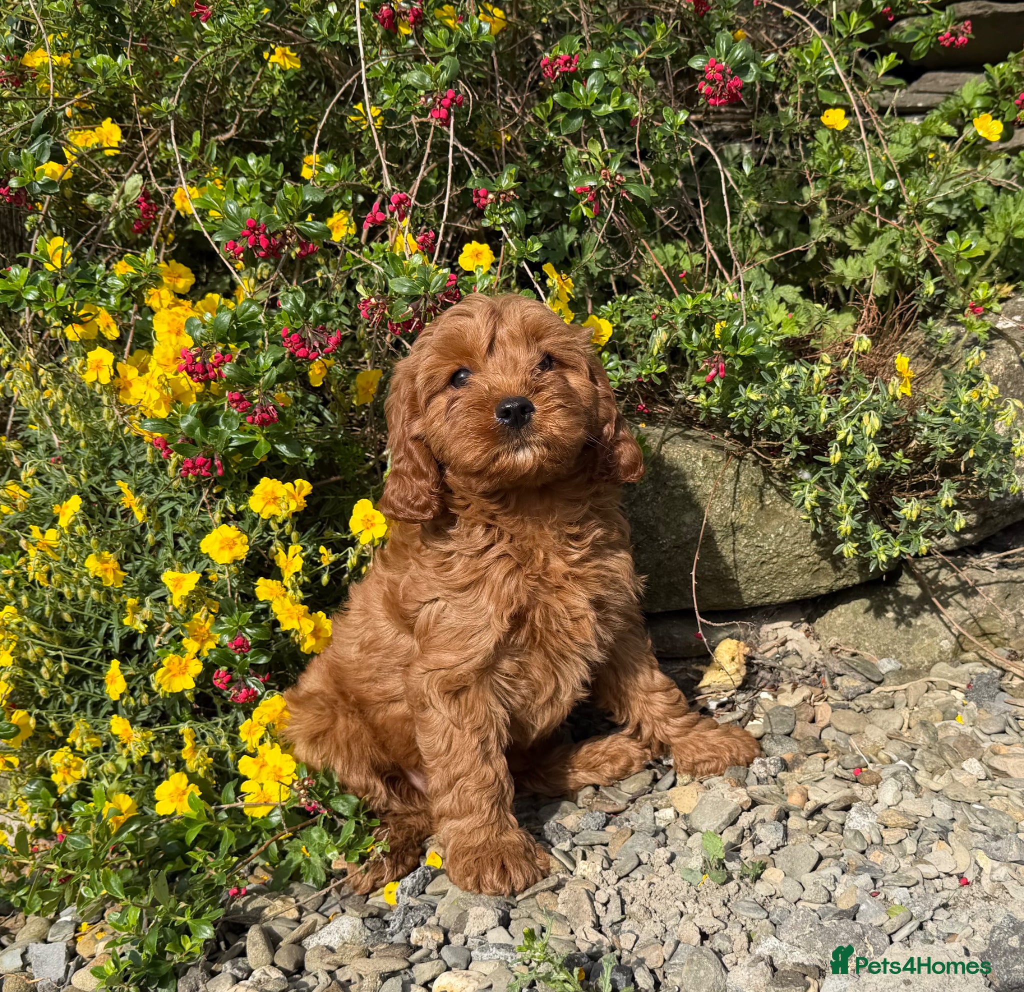 Cavapoo dogs Dad Red F1 Cavapoo Puppies  - Advert 1