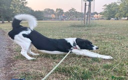 Mixed Breed dogs for adoption: SNOOPY - like a young Border Collie - Image 6