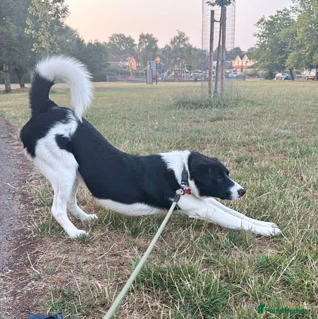 Mixed Breed dogs for adoption: SNOOPY - like a young Border Collie - Image 6