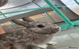 Mini Lop rabbits for sale: Rabbit - Image 4