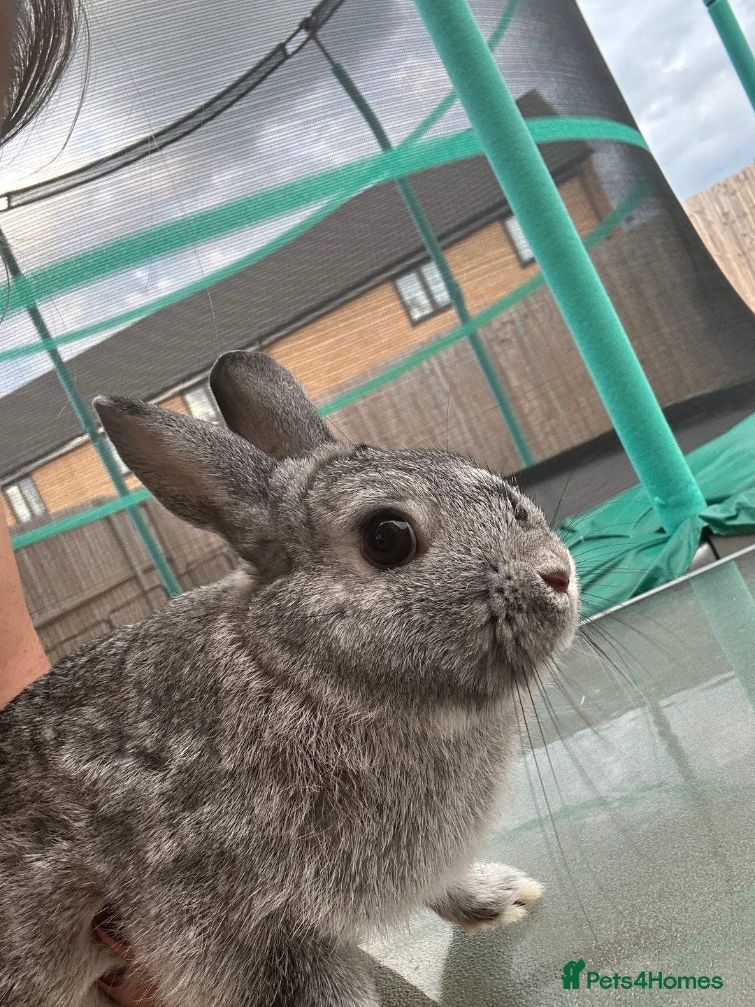 Mini Lop rabbits for sale: Rabbit - Image 4