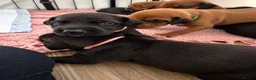 Mixed Breed dogs for sale: Irish setter cross Doberman puppies - Advert 12