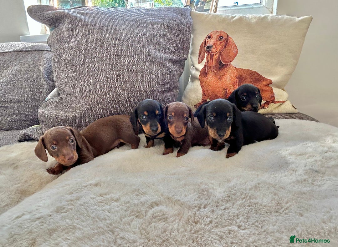 Miniature Dachshund dogs for sale: ✨Adorable miniature Dachshund pups✨ - Image 6