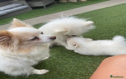 Pomeranian dogs for sale: Pomeranian puppies for sale  - Image 9