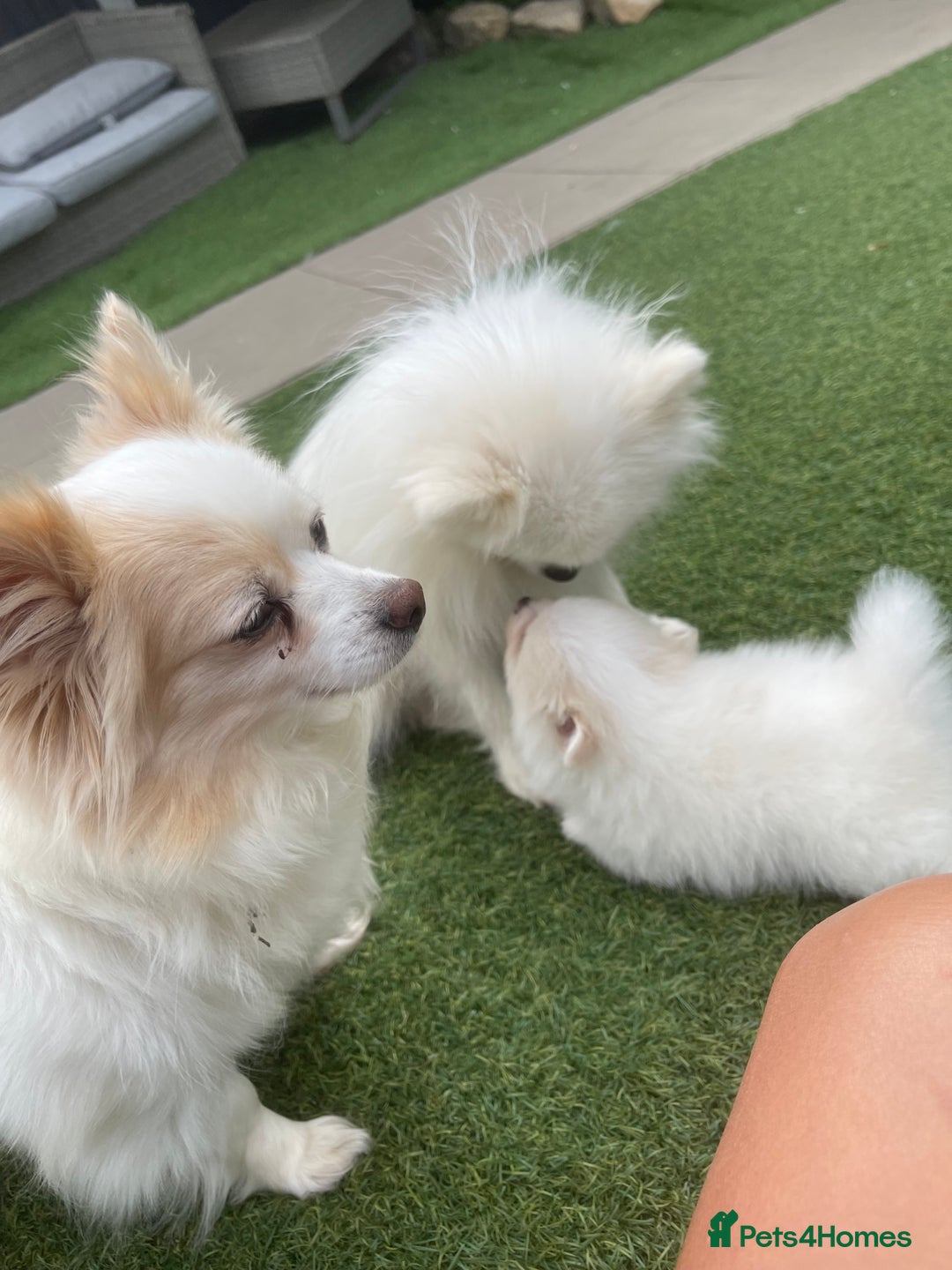 Pomeranian dogs for sale: Pomeranian puppies for sale  - Image 9
