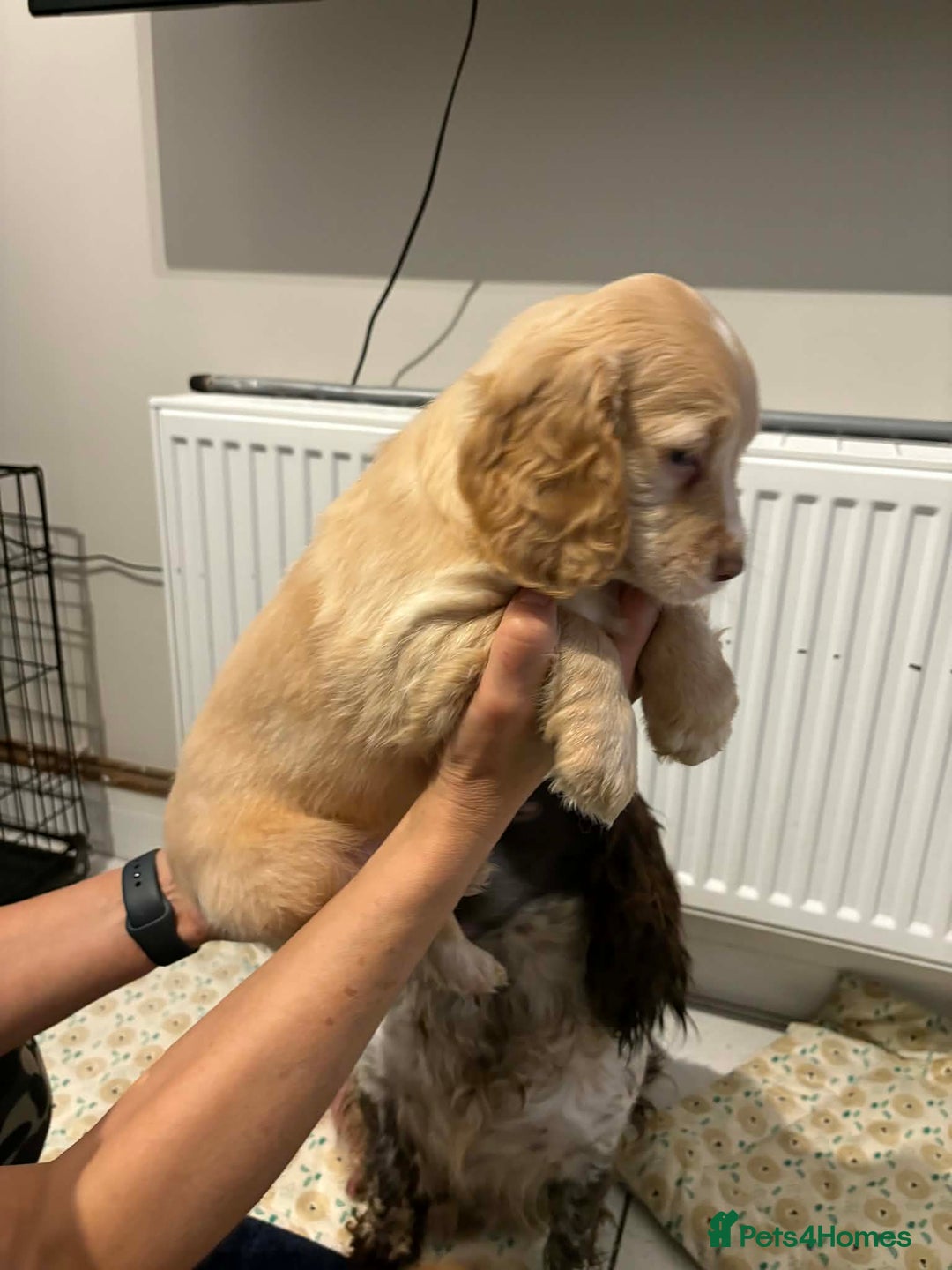 Cocker Spaniel dogs for sale: KC reg parents DNA health tested “show type”   - Advert 14