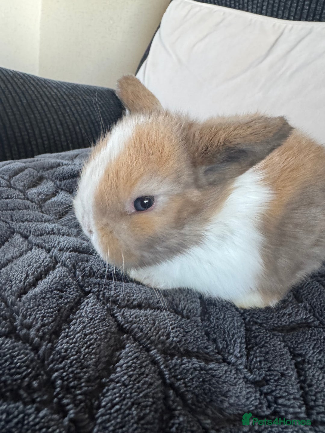 Mini Lop rabbits for sale: Beautiful mini lop rabbits  - Image 4