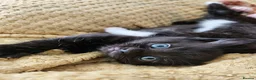 British Longhair cats for sale: Longhaired and shorthaired ginger, black, b & w - Advert 13