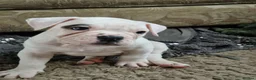 Alapaha Blue Blood Bulldog dogs for sale: Stunning Male IABBR Alapaha puppies - Advert 10