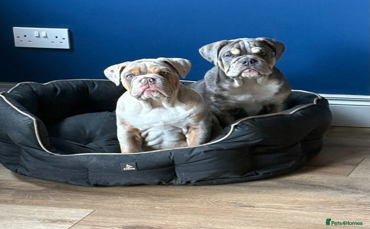English Bulldog dogs - Advert 2