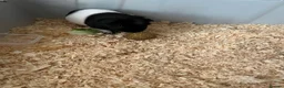 Guinea Pig rodents for sale: oreo and biscuit in Chesterfield - Advert 2