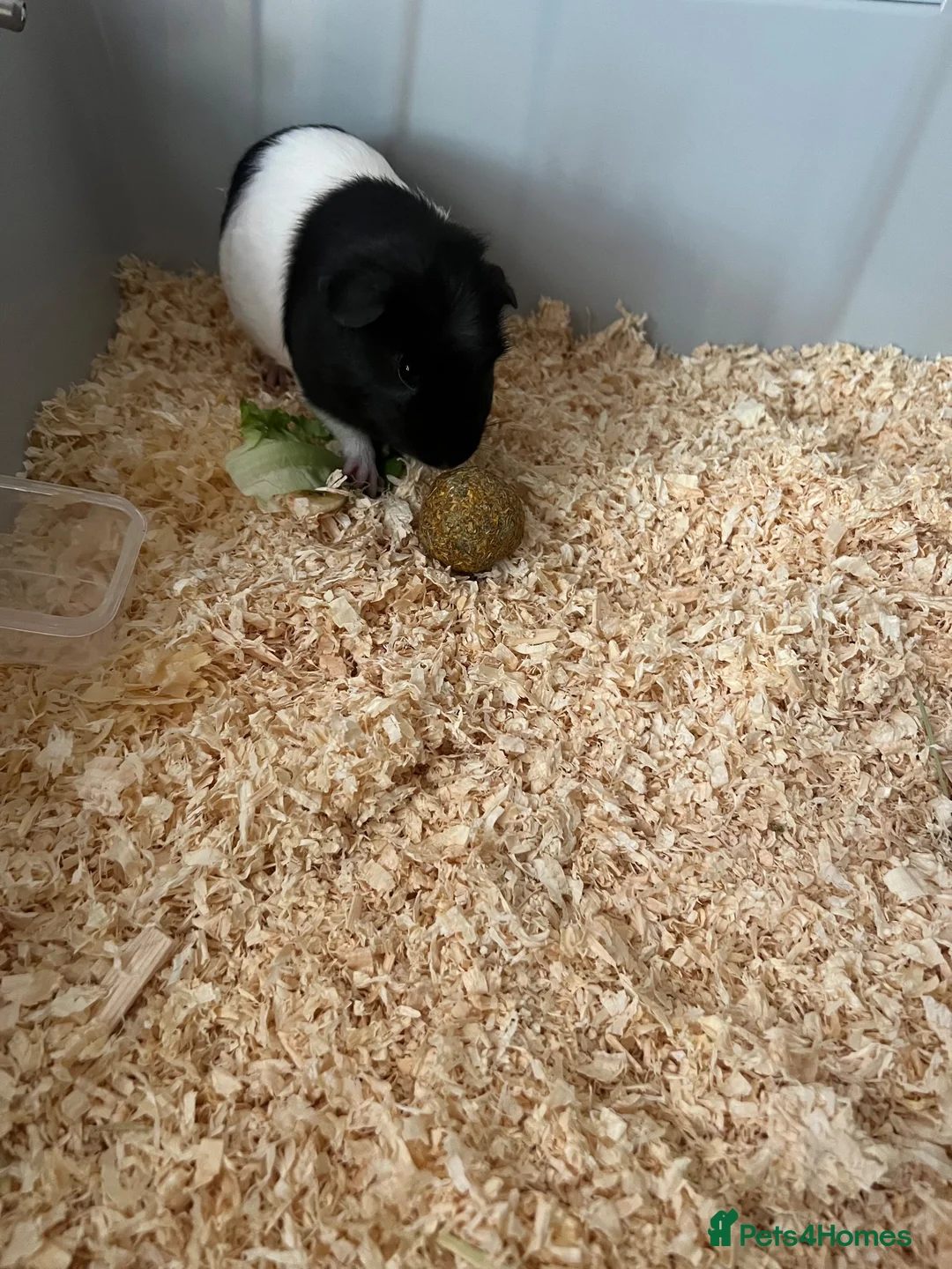 Guinea Pig rodents for sale: oreo and biscuit in Chesterfield - Advert 2