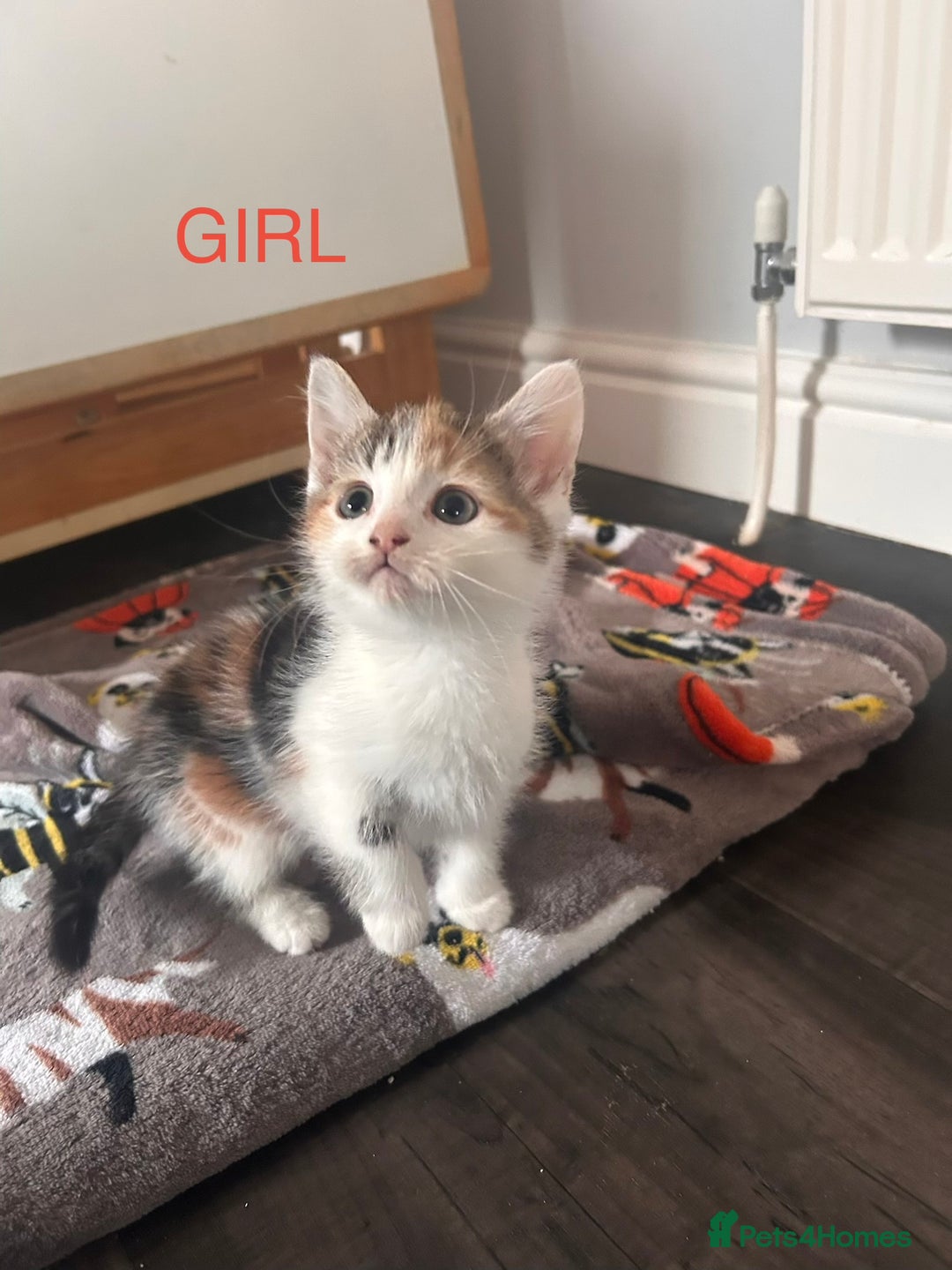 British Longhair cats for sale: Kittens for sale  - Advert 3