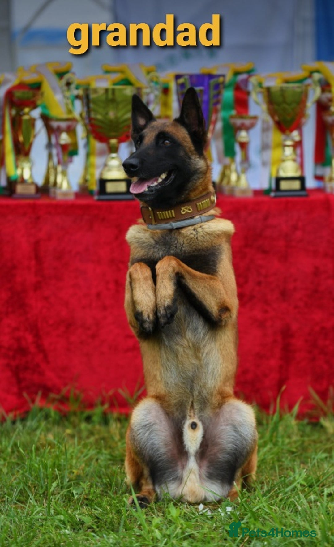 Belgian Shepherd Dog dogs for stud: Big Boy Belgian Shepherd Dog For Stud in Cheltenham - Image 4