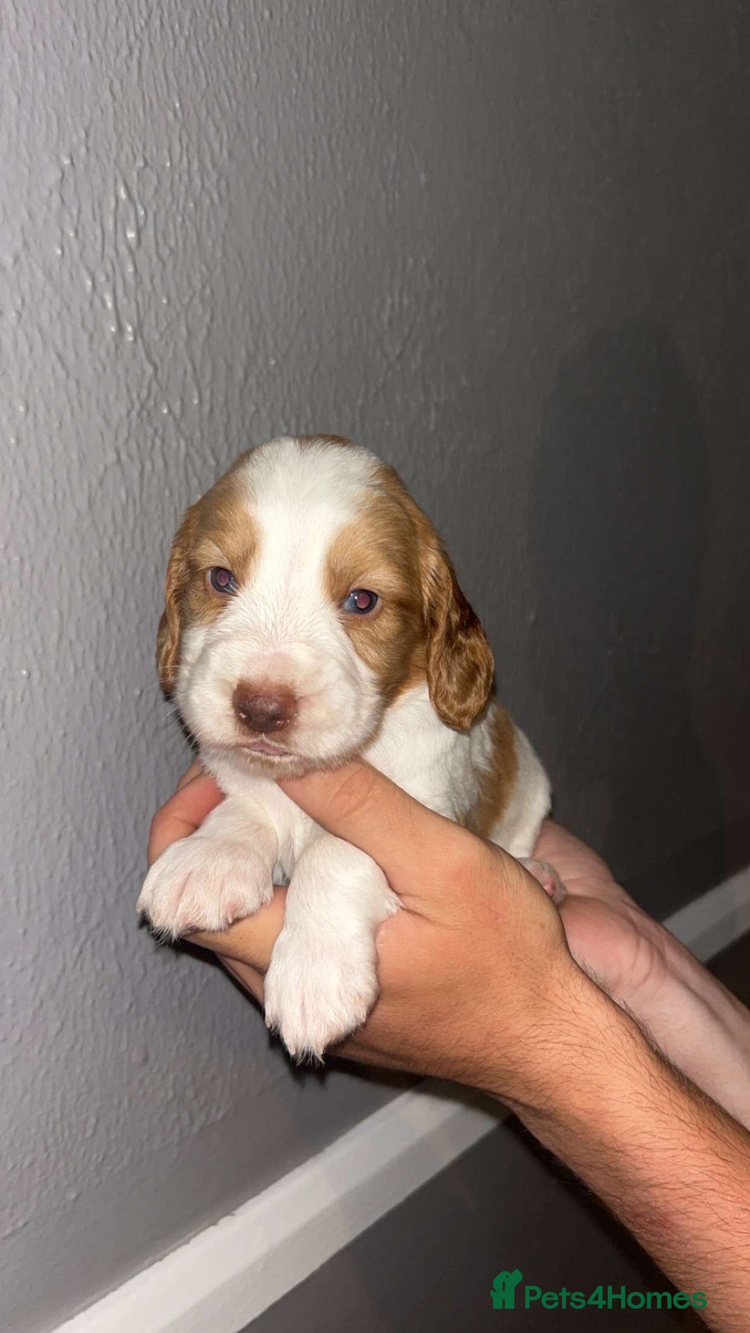 Cocker Spaniel dogs for sale: Working Cocker spaniel  - Image 4