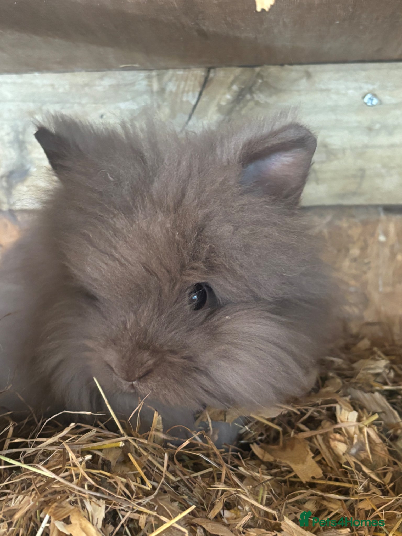 Mixed Breed rabbits 10week old Pure Double Maned Lionhead - Advert 4