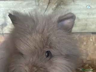Mixed Breed rabbits 10week old Pure Double Maned Lionhead - Advert 4