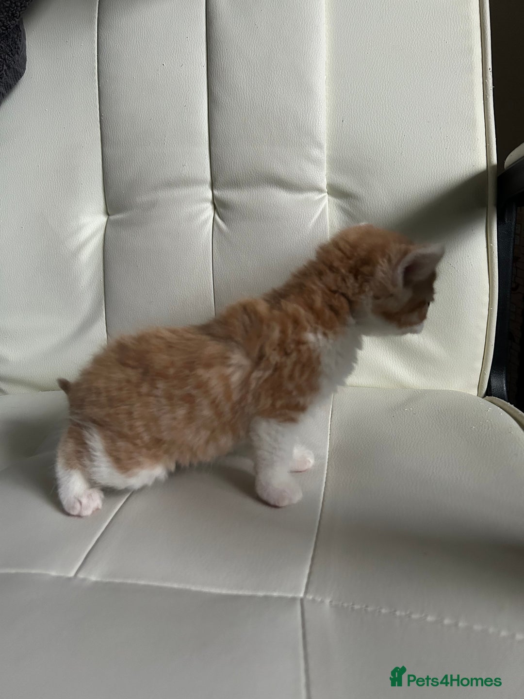 Ragdoll cats for sale: Ragdoll x Tabby Gorgeous Rare Coat Kittens - Advert 9