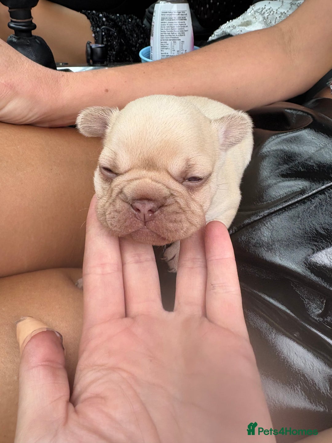 French Bulldog dogs for sale: French bulldog girl - Advert 4