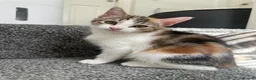 Aegean cats for sale: Adorable Calico Kittens For Sale - Advert 2