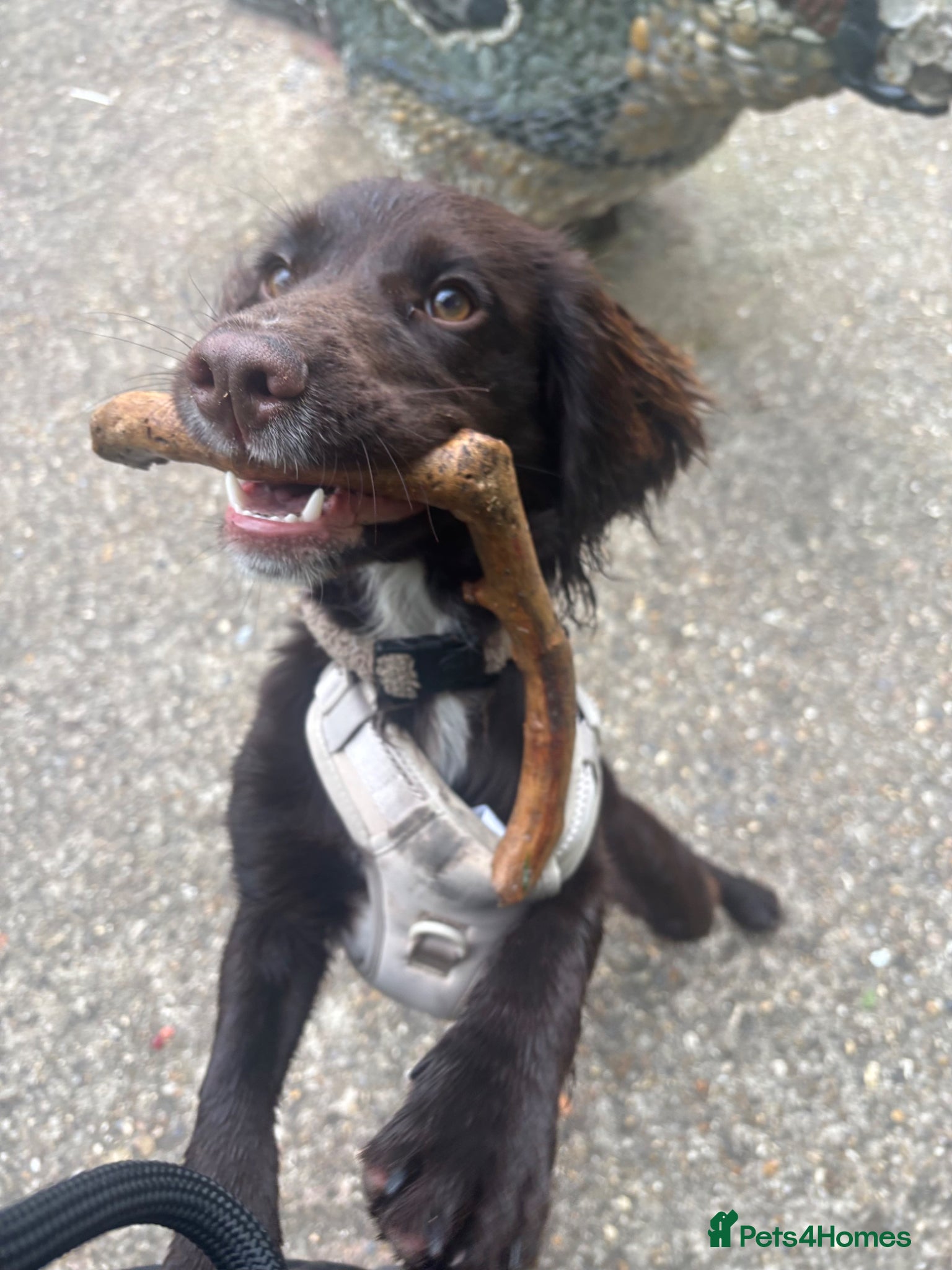 Cocker Spaniel dogs Bear  - Advert 4