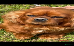 Cavalier King Charles Spaniel dogs for sale: KC Adult Male Cavalier - Image 3