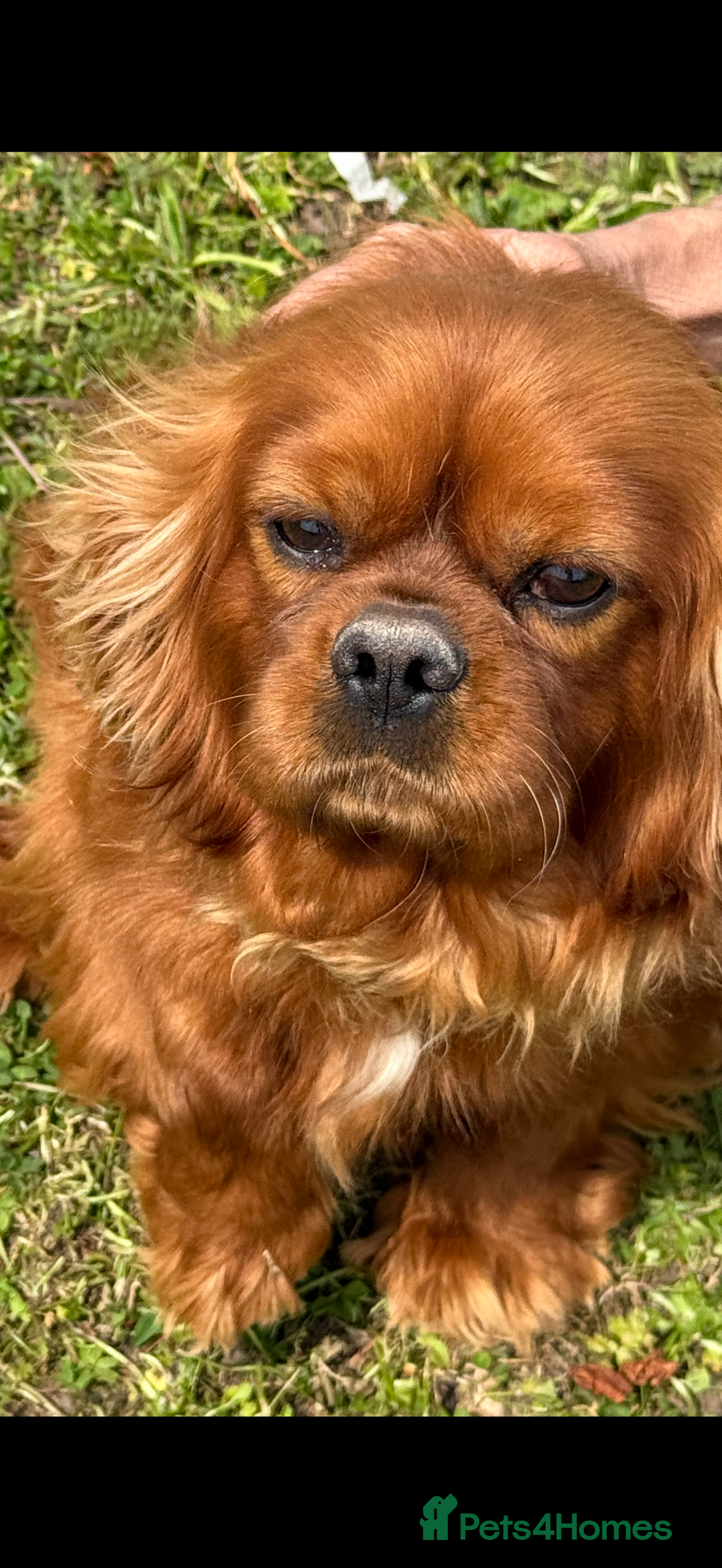 Cavalier King Charles Spaniel dogs for sale: KC Adult Male Cavalier - Image 3