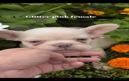 French Bulldog dogs for sale: Beautiful small build fluffy/fluffy carrier french - Image 7