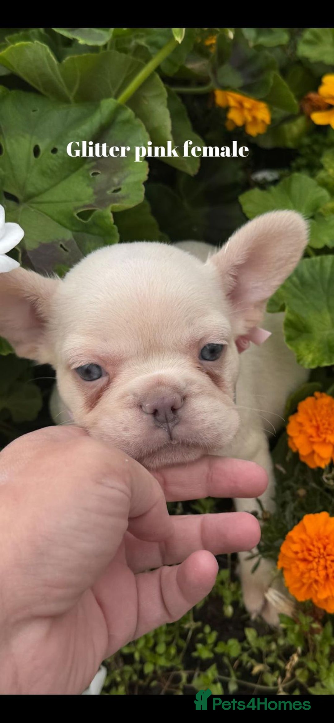 French Bulldog dogs for sale: Beautiful small build fluffy/fluffy carrier french - Image 7