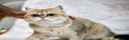 British Shorthair cats for sale: BSH retired Queen, very young  - Advert 2