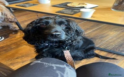 Cocker Spaniel dogs for sale: Show type cocker spaniel  - Image 3
