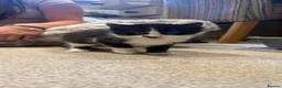 Mixed Breed cats for sale: Bengal mix - beautiful kittens  - Advert 7