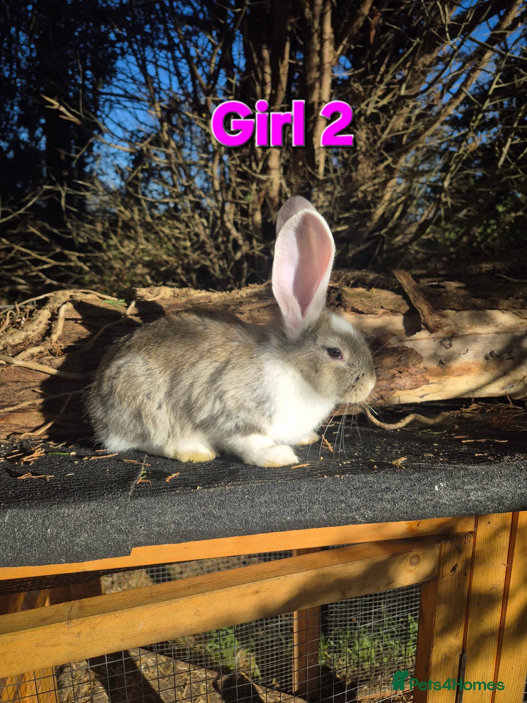 Continental Giant rabbits for sale: Pure Continental Giant Vaccinated  - Advert 4