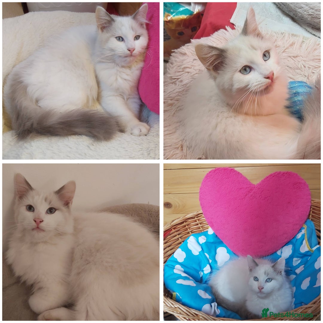 Ragdoll cats for sale: RAGDOLL BICOLOUR BOY BLUE EYES READY NOW! - Image 4