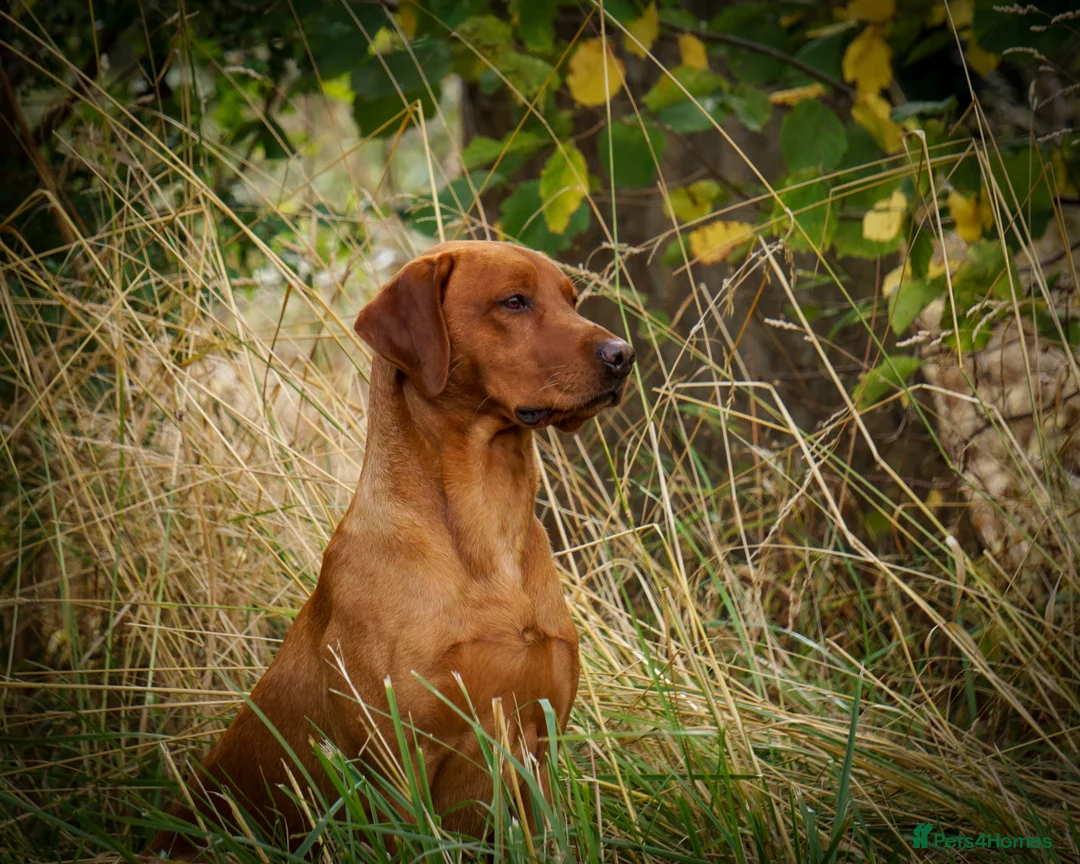 Labrador Retriever dogs for stud: Fantastic Proven Working Labrador at Stud in Melton Mowbray - Advert 6