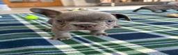 French Bulldog dogs for sale: Only 2 stunning blue French bulldog boys left  - Advert 1