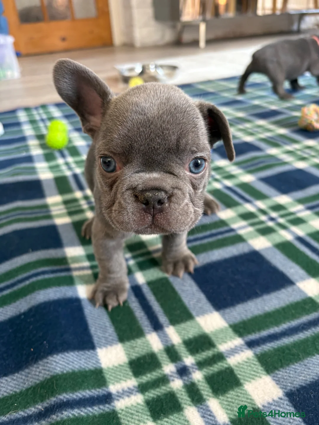 French Bulldog dogs for sale: Only 2 stunning blue French bulldog boys left  - Advert 1