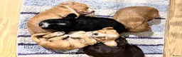 Cocker Spaniel dogs for sale: Beautiful pedigree Cocker Spaniel puppies.  in Camelford - Advert 9